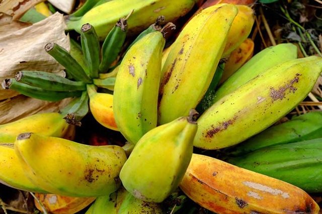 Cách sử dụng chuối hột làm giảm axit uric